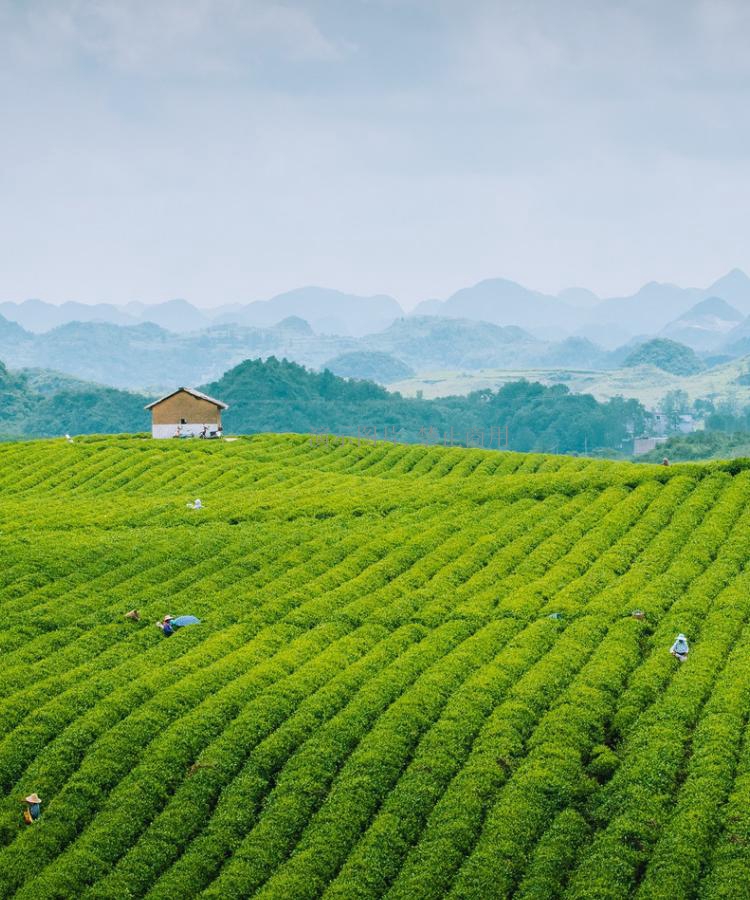 茶文化是茶艺与精神的结合，并通过茶艺表现精神。