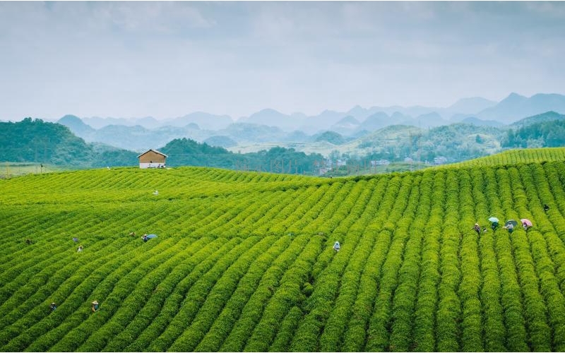 2019中国茶叶行业发展现状及企业竞争格局分析