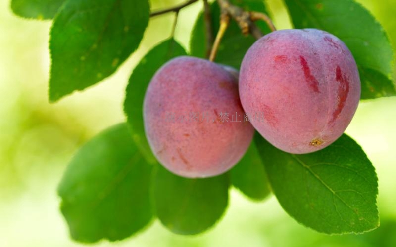 水果涨价产地追踪：“去年倒春寒让苹果减产30％”