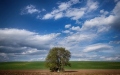 椴树系列之欧洲小叶椴‘绿塔’
